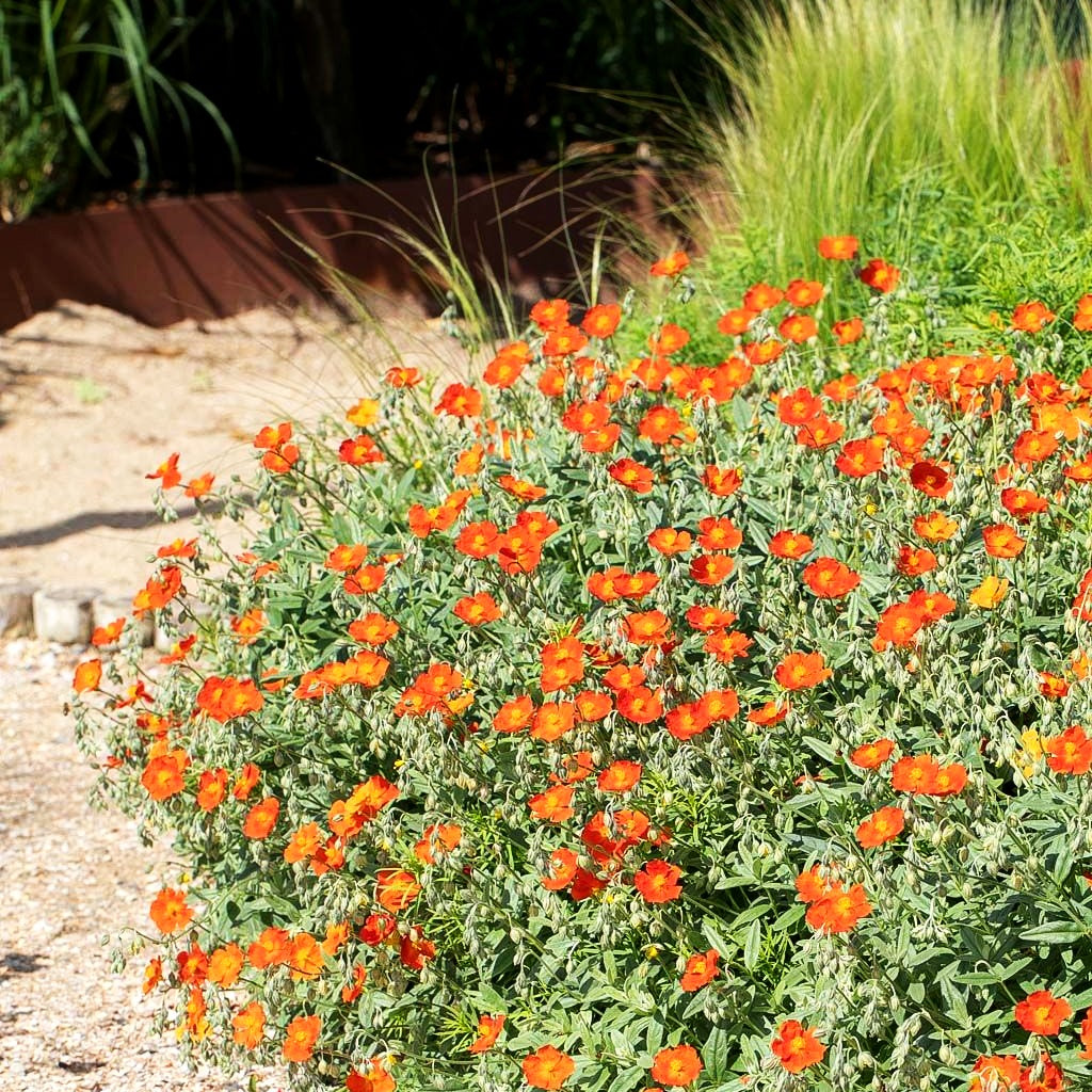 Sonnenröschen 'Henfield Brilliant' (Helianthemum x cult.)