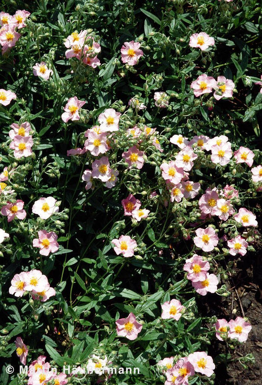 Sonnenröschen 'Lawrensons Pink' (Helianthemum x cult.)
