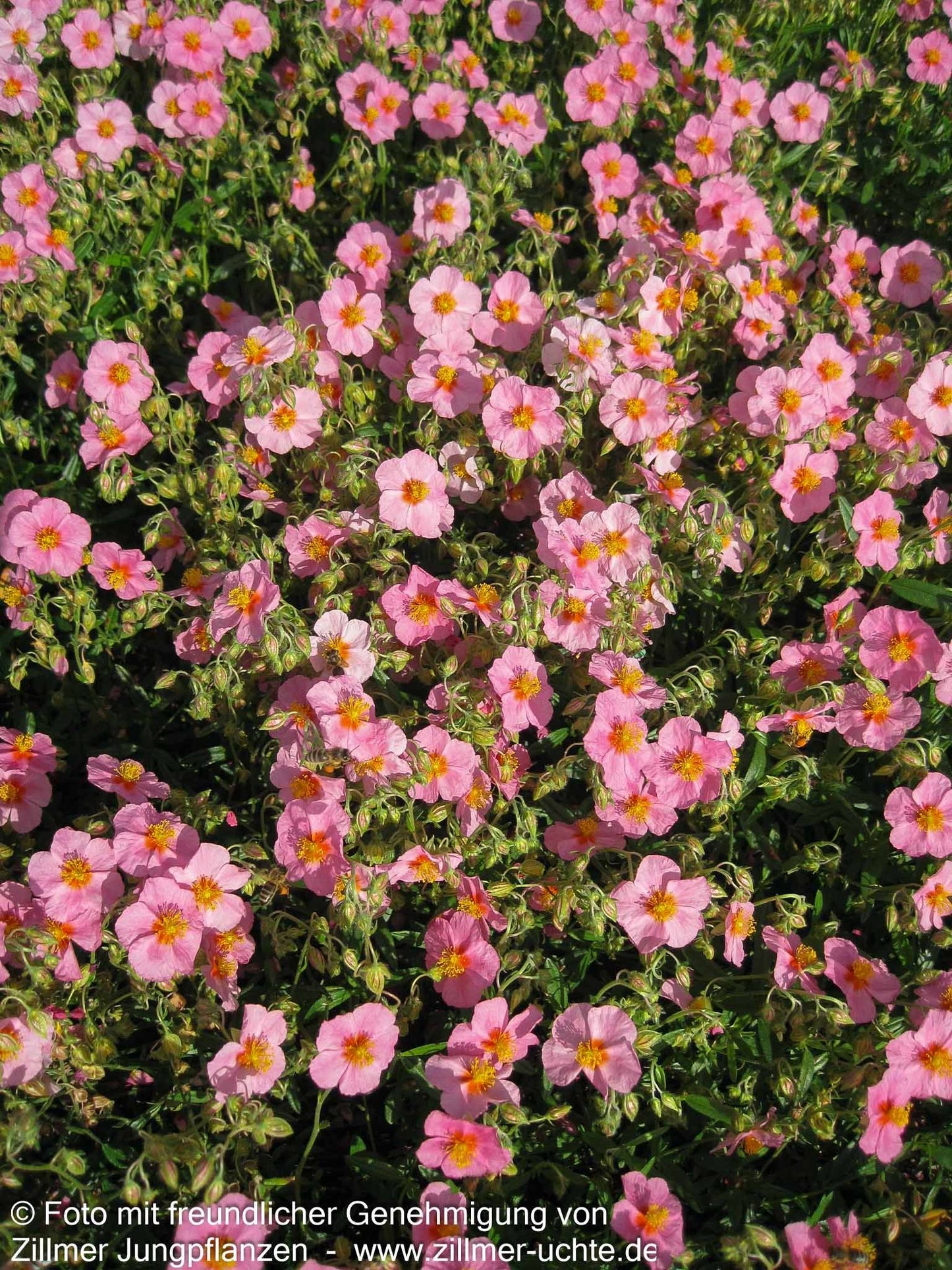 Sonnenröschen 'Lawrensons Pink' (Helianthemum x cult.)