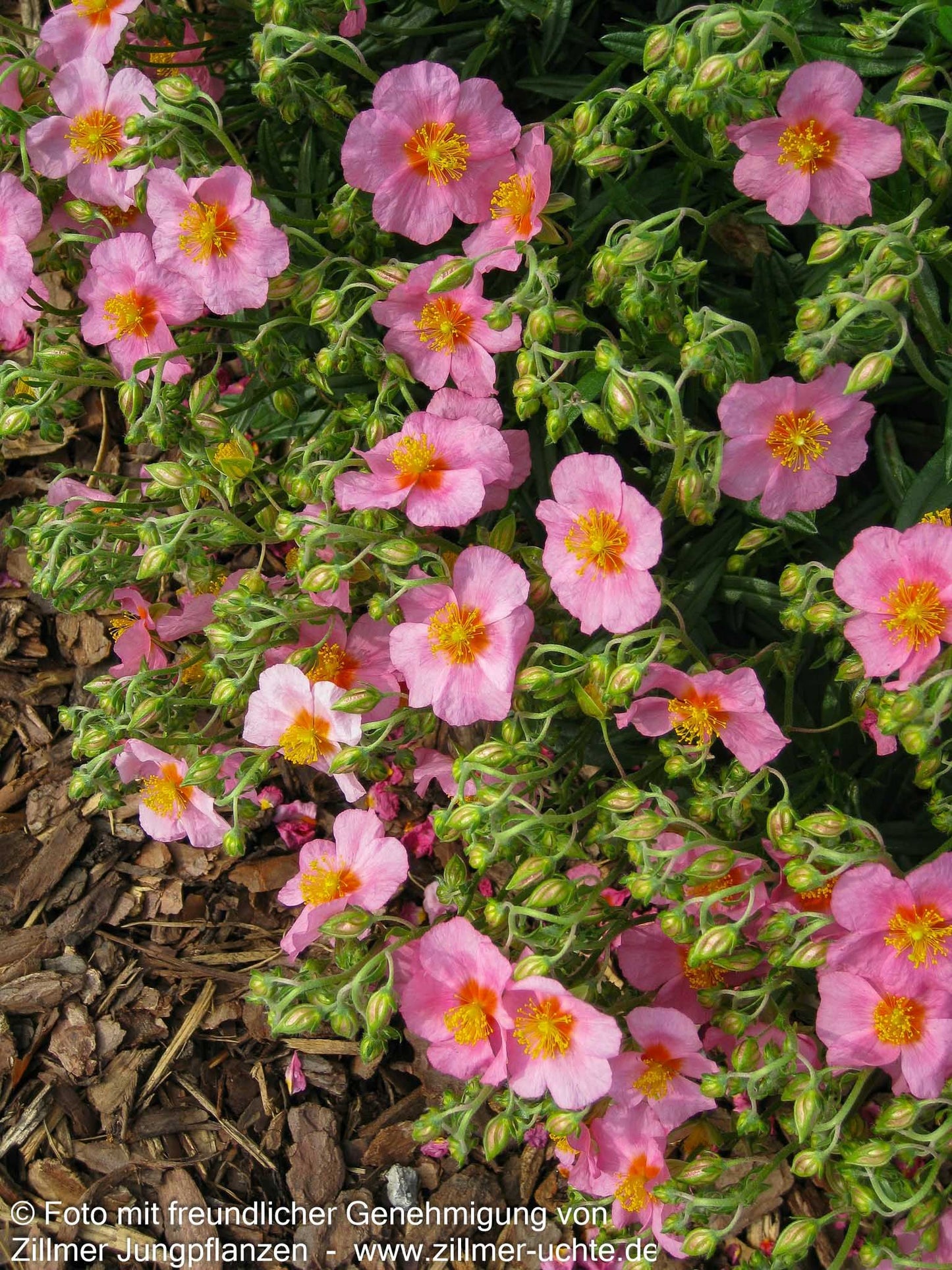 Sonnenröschen 'Lawrensons Pink' (Helianthemum x cult.)