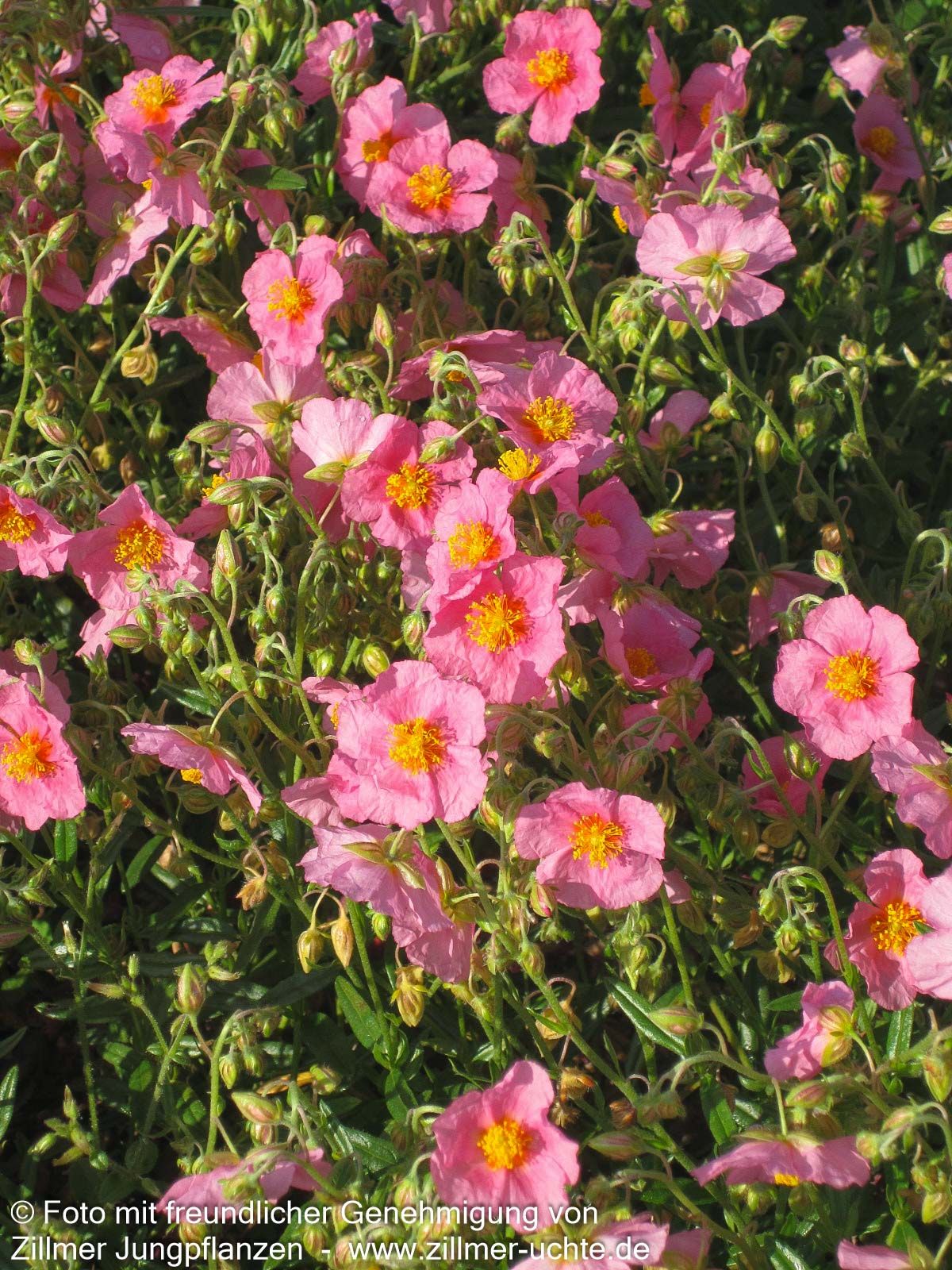 Sonnenröschen 'Lawrensons Pink' (Helianthemum x cult.)