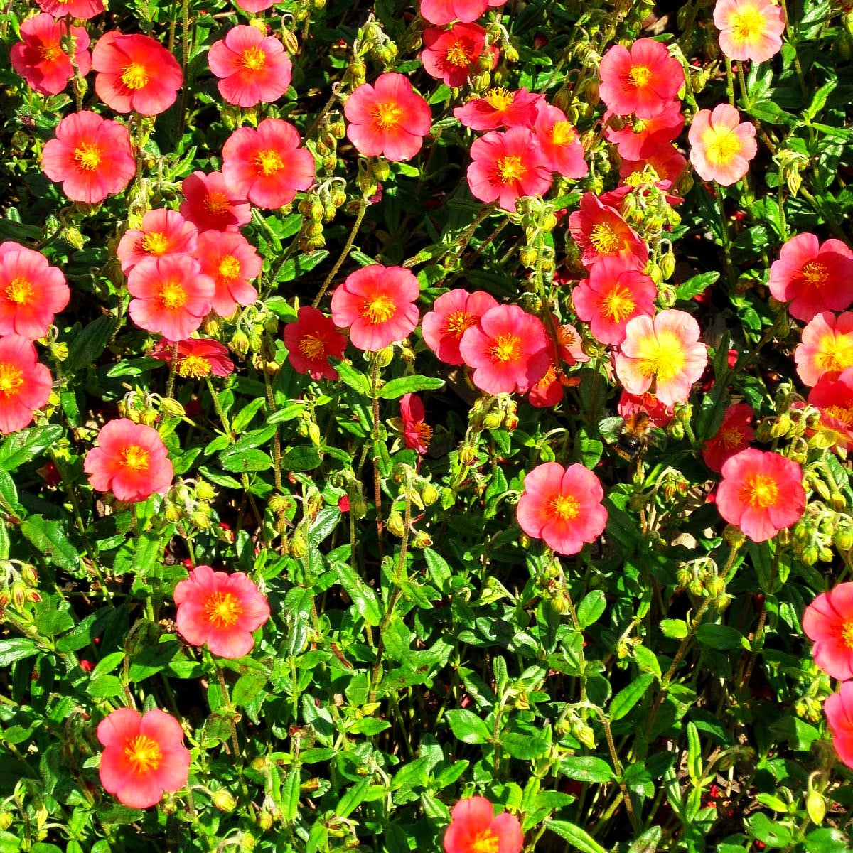 Sonnenröschen 'Mette' (Helianthemum x cult.)