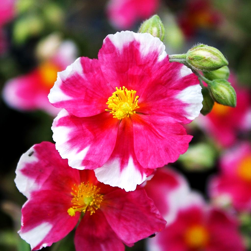 Sonnenröschen 'Raspberry Ripples' (Helianthemum x cult.)