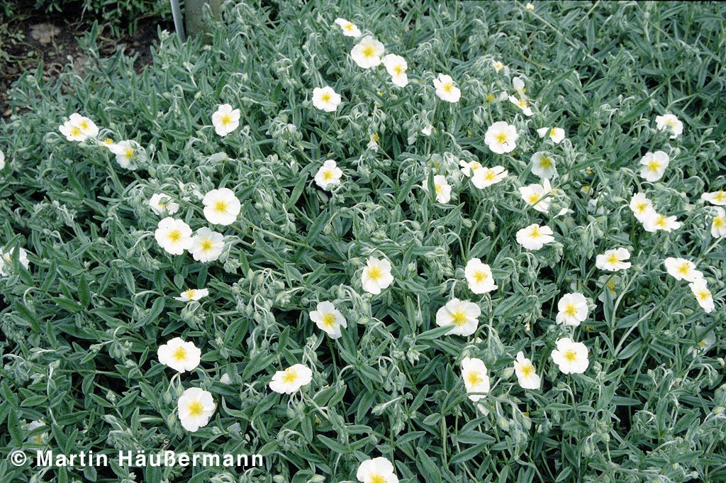 Sonnenröschen 'Snow Queen' (Helianthemum x cult.)