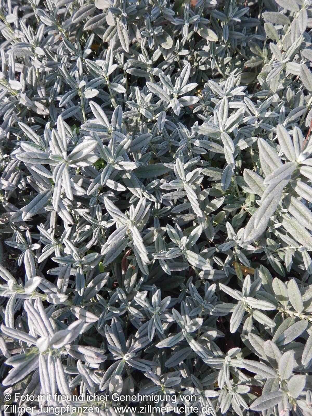 Sonnenröschen 'Snow Queen' (Helianthemum x cult.)