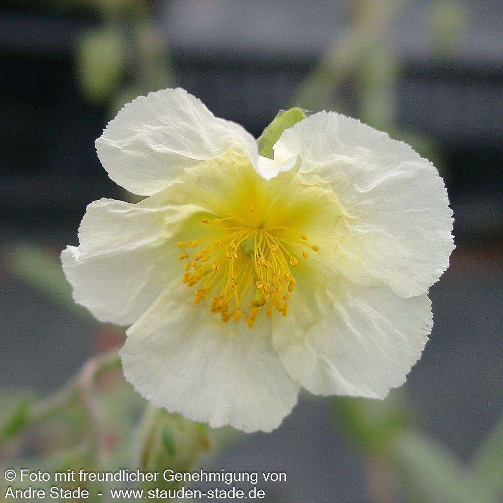 Sonnenröschen 'Snow Queen' (Helianthemum x cult.)