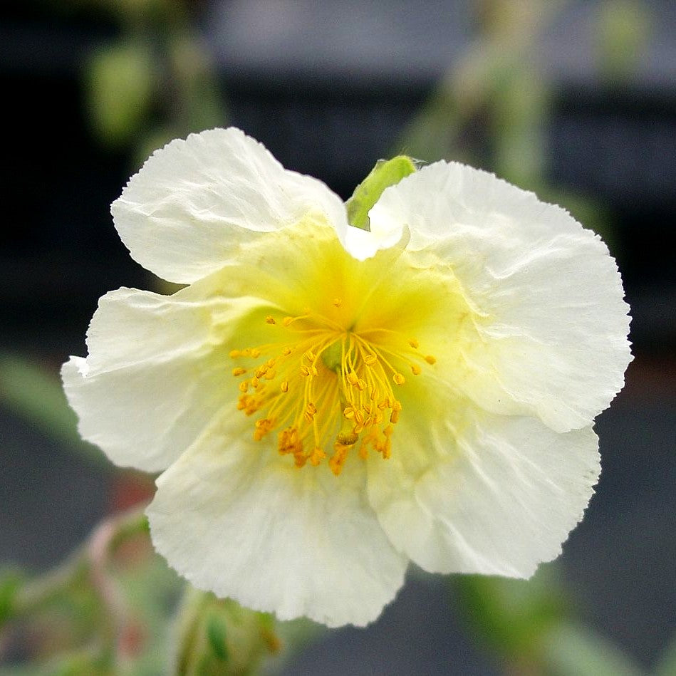 Sonnenröschen 'Snow Queen' (Helianthemum x cult.)