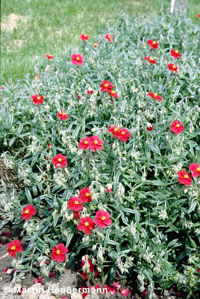 Sonnenröschen 'Supreme' (Helianthemum x cult.)
