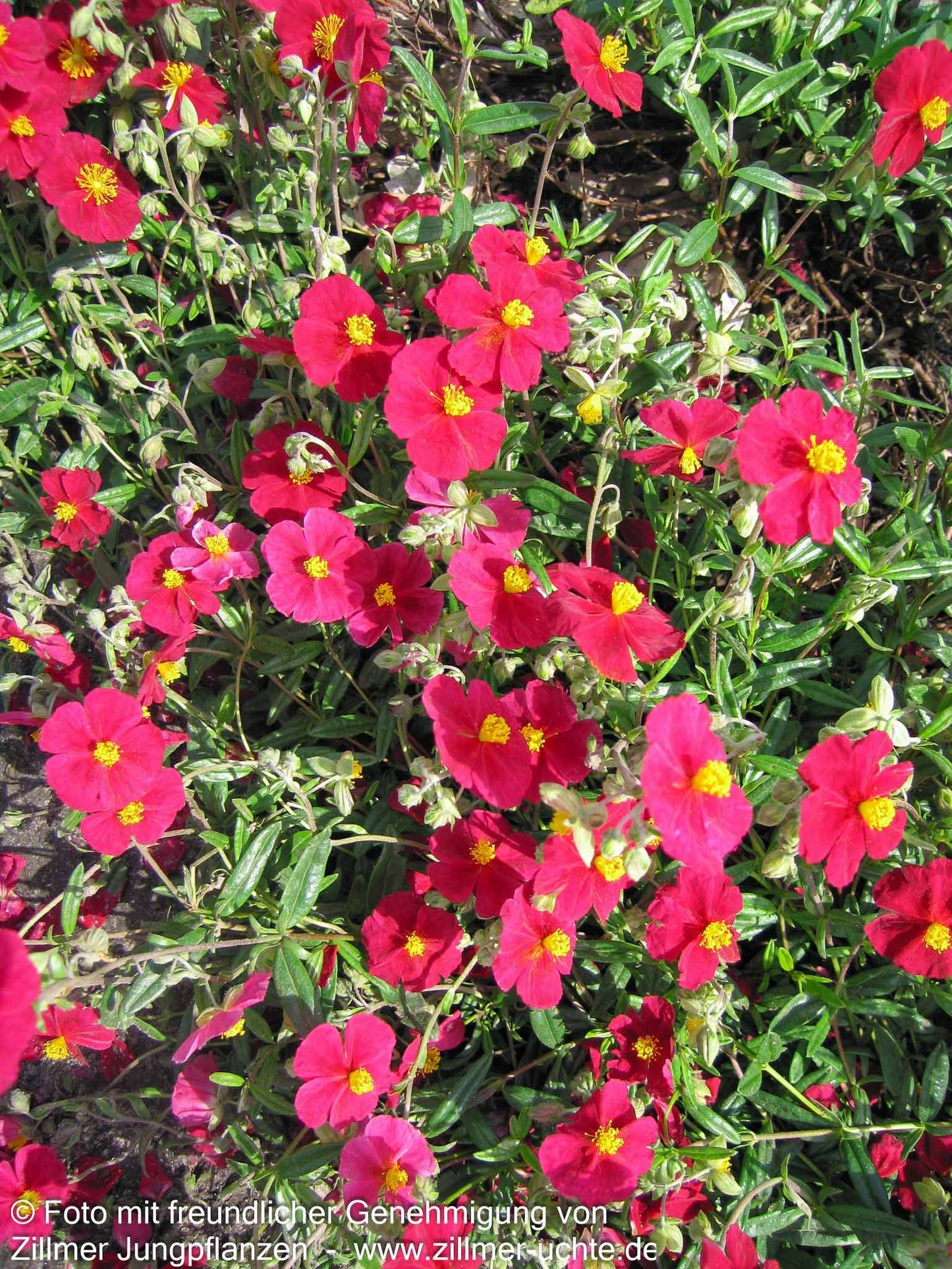 Sonnenröschen 'Supreme' (Helianthemum x cult.)
