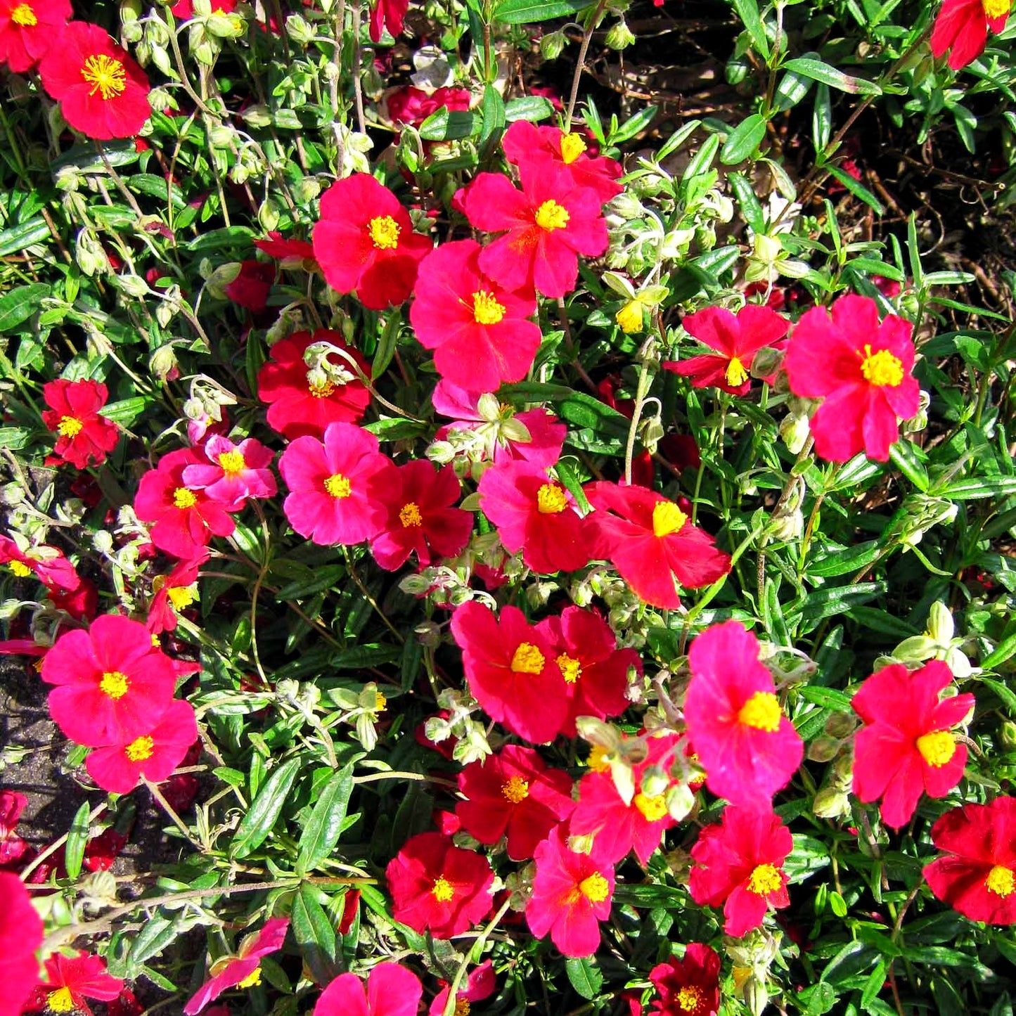 Sonnenröschen 'Supreme' (Helianthemum x cult.)