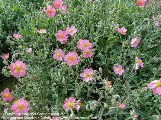 Sonnenröschen 'Wisley Pink' (Helianthemum x cult.)