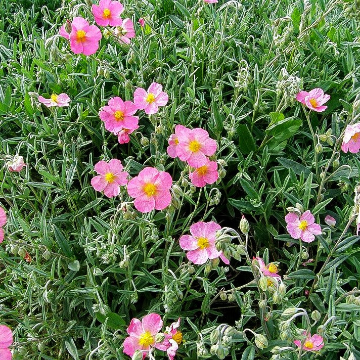 Sonnenröschen 'Wisley Pink' (Helianthemum x cult.)