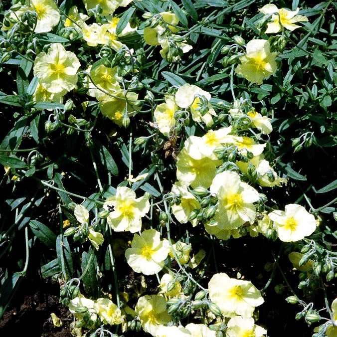 Sonnenröschen 'Wisley Primrose' (Helianthemum x cult.)