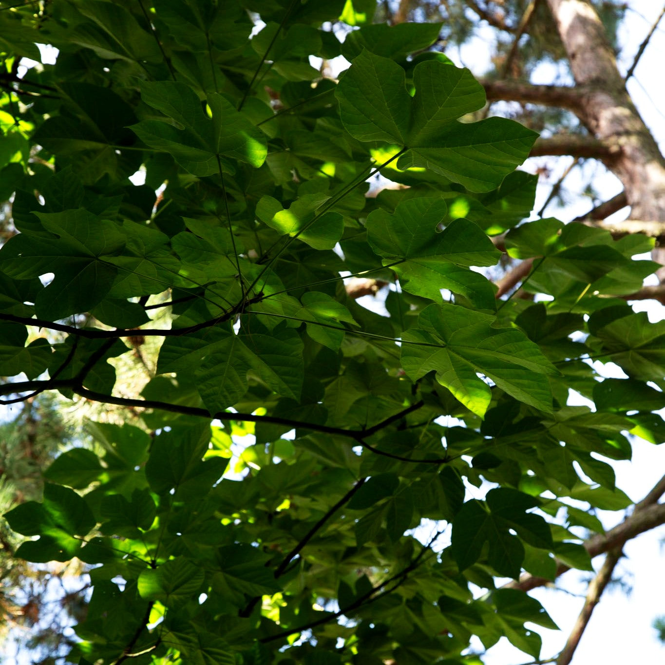 Sonnenschirmbaum (Firmiana simplex)
