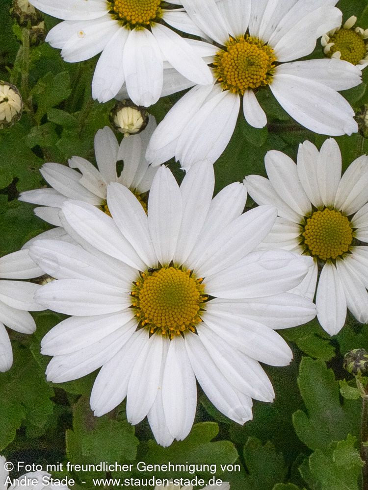 Spätblühende Gartenmargerite 'Stella' (Arctanthemum arcticum)