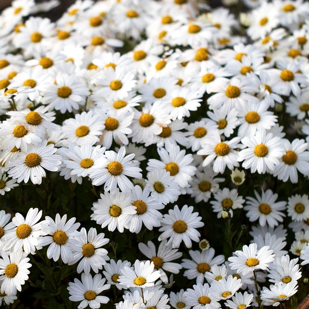 Spätblühende Gartenmargerite 'Stella' (Arctanthemum arcticum)