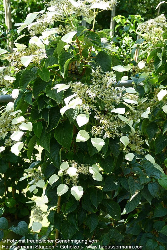Spalthortensie 'Moonlight' (Schizophragma hydr.)