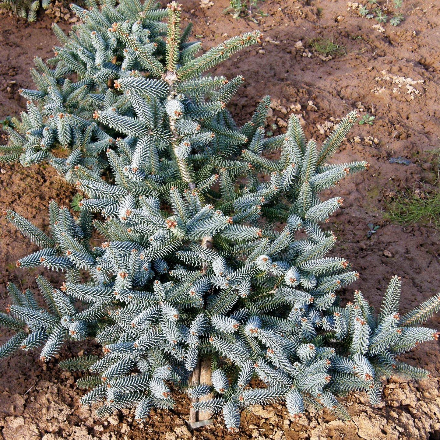 Spanische Tanne 'Glauca' (Abies pinsapo)