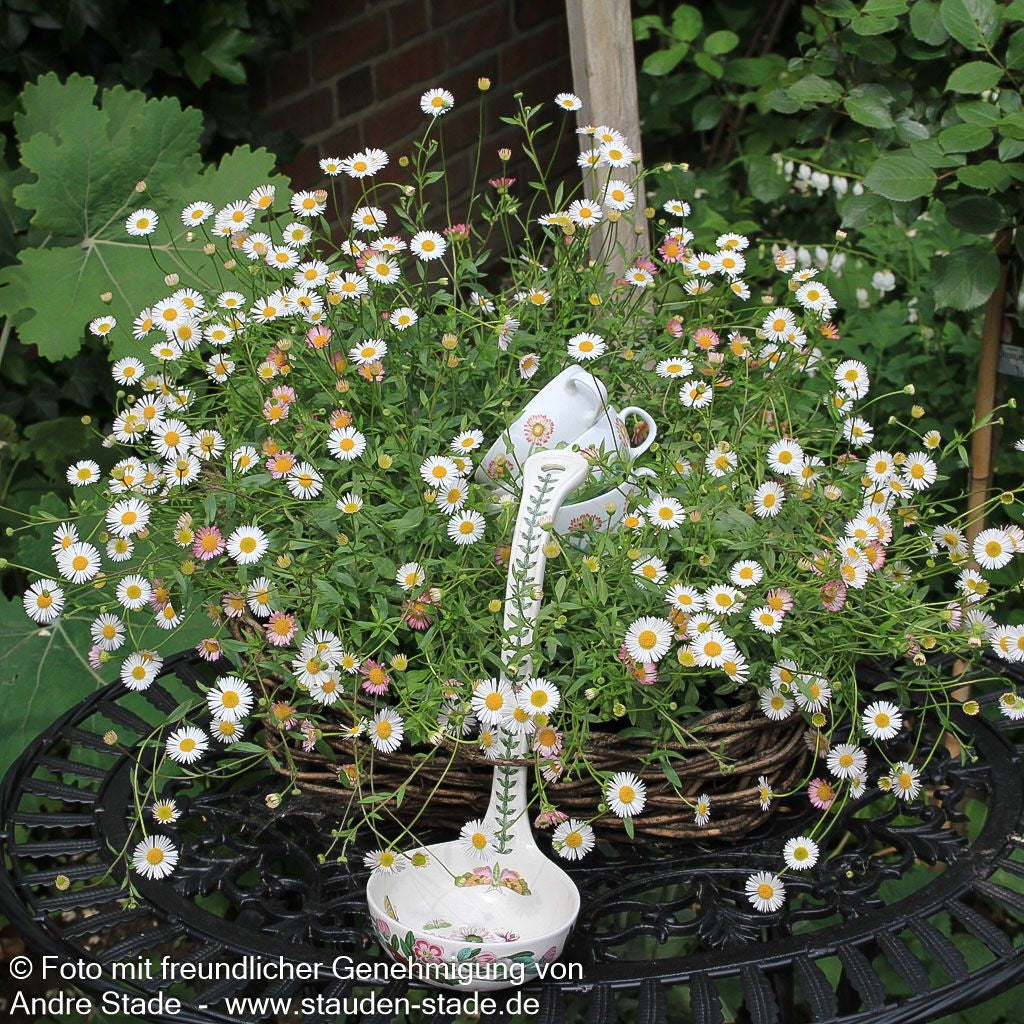 Spanisches Gänseblümchen 'Blütenmeer' (Erigeron karvinskianus)