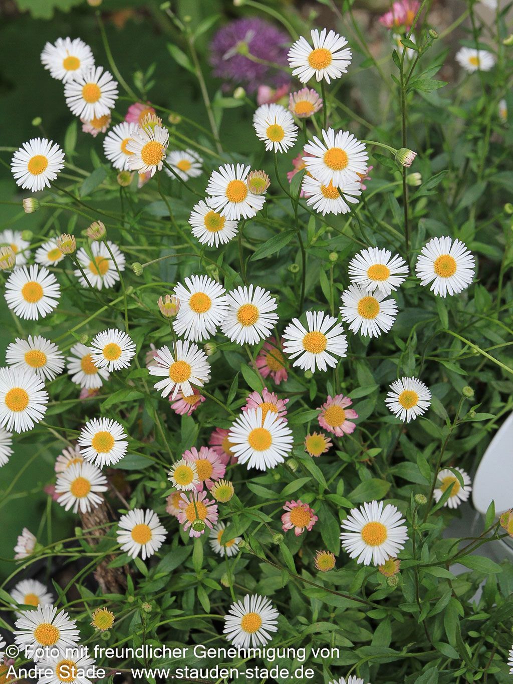 Spanisches Gänseblümchen 'Blütenmeer' (Erigeron karvinskianus)