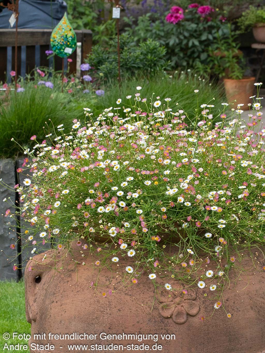 Spanisches Gänseblümchen 'Blütenmeer' (Erigeron karvinskianus)