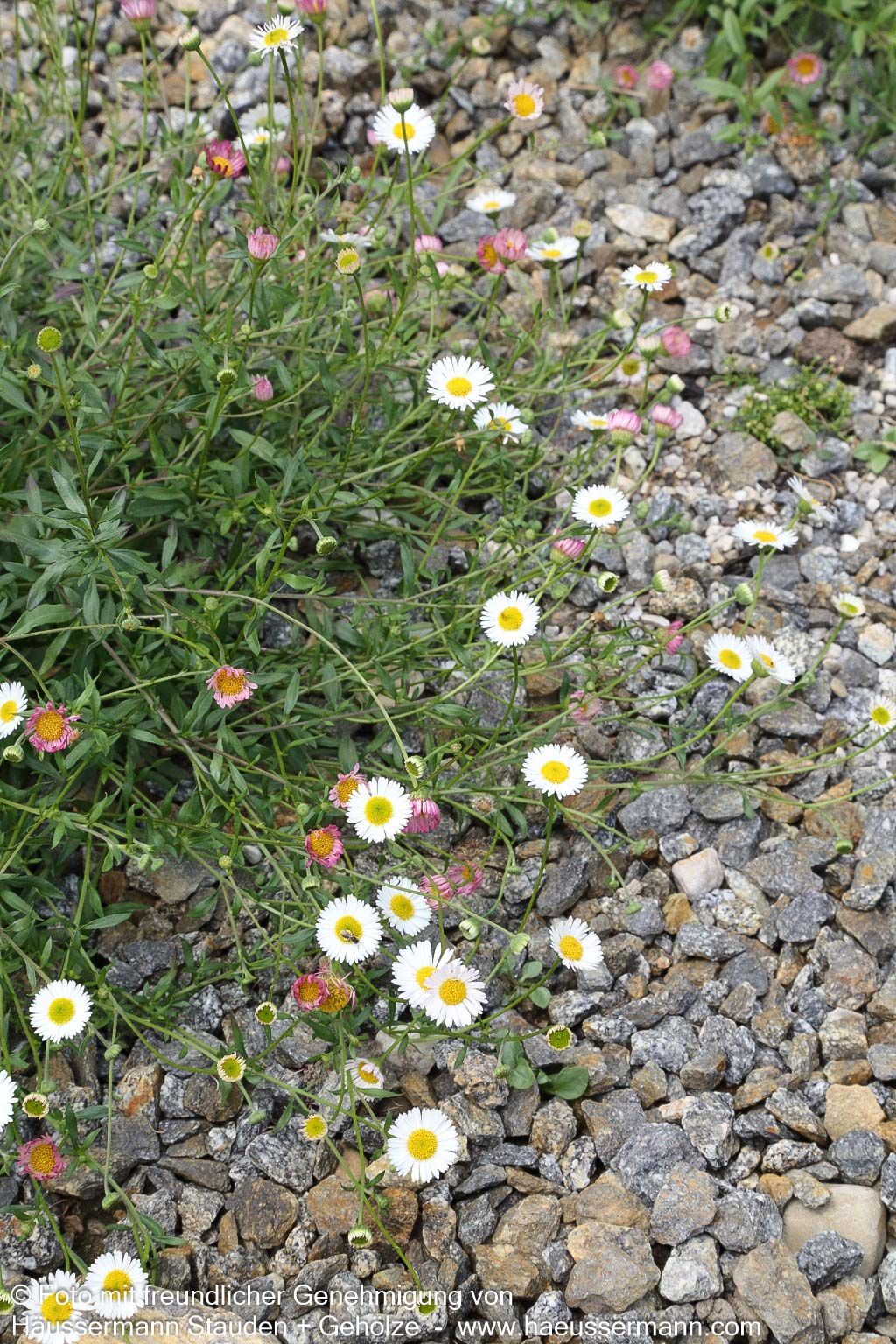 Spanisches Gänseblümchen 'Blütenmeer' (Erigeron karvinskianus)