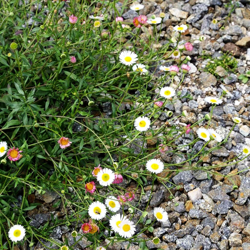 Spanisches Gänseblümchen 'Blütenmeer' (Erigeron karvinskianus)