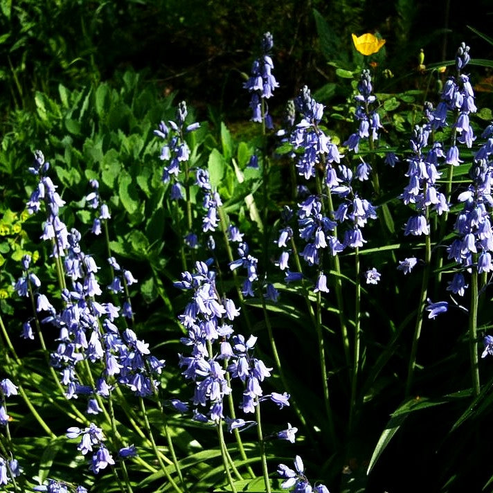 Spanisches Hasenglöckchen (Hyacinthoides hispanica)