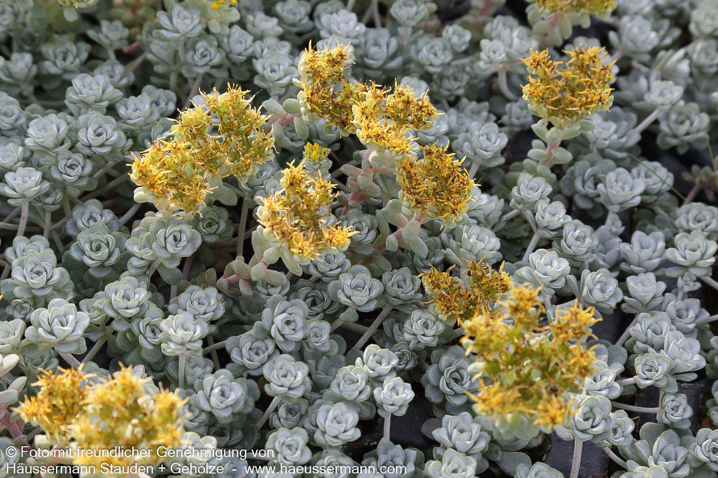 Spatelblättrige Fetthenne 'Cape Blanco' (Sedum spathulifolium)