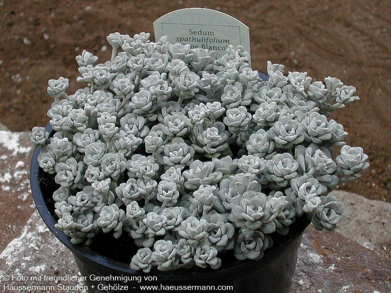 Spatelblättrige Fetthenne 'Cape Blanco' (Sedum spathulifolium)