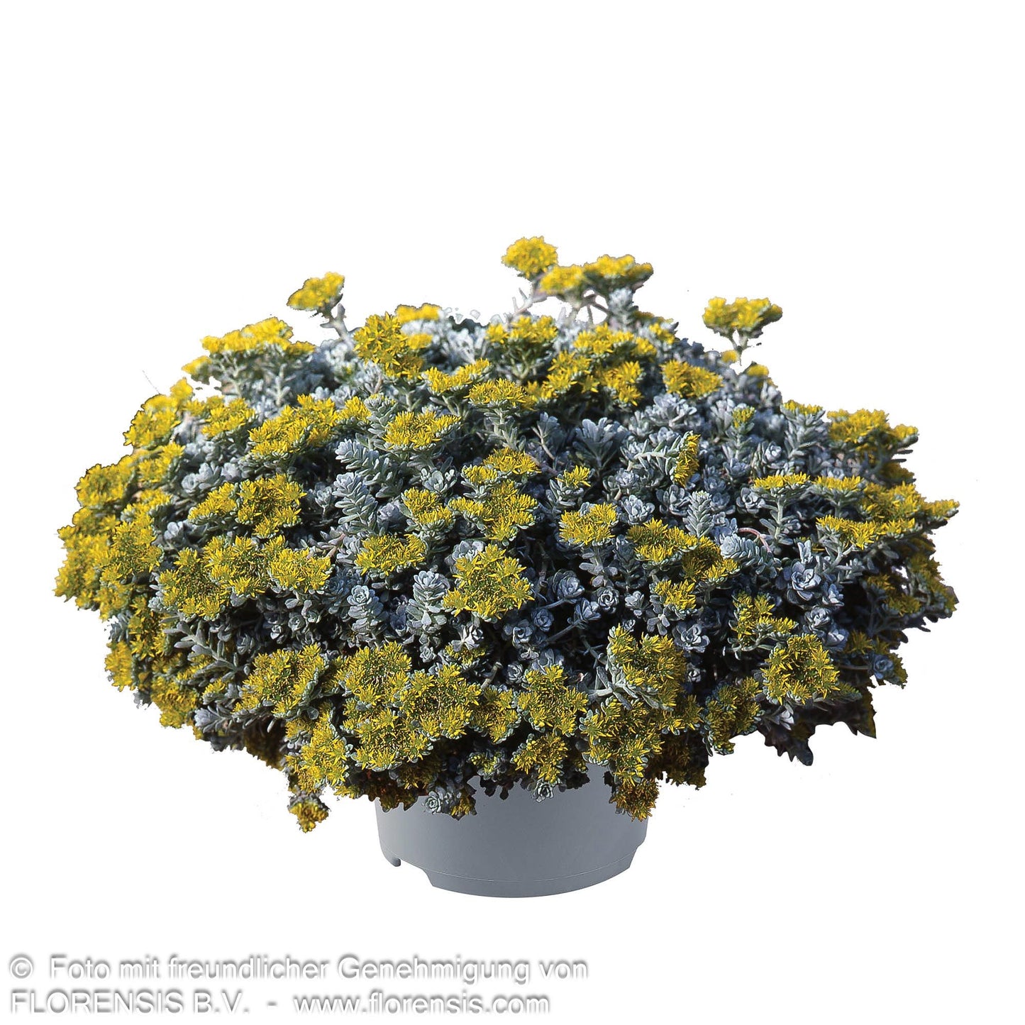 Spatelblättrige Fetthenne 'Cape Blanco' (Sedum spathulifolium)