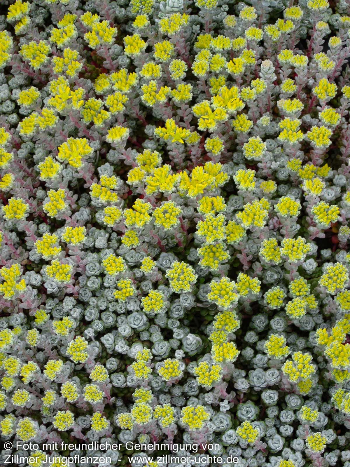 Spatelblättrige Fetthenne 'Cape Blanco' (Sedum spathulifolium)