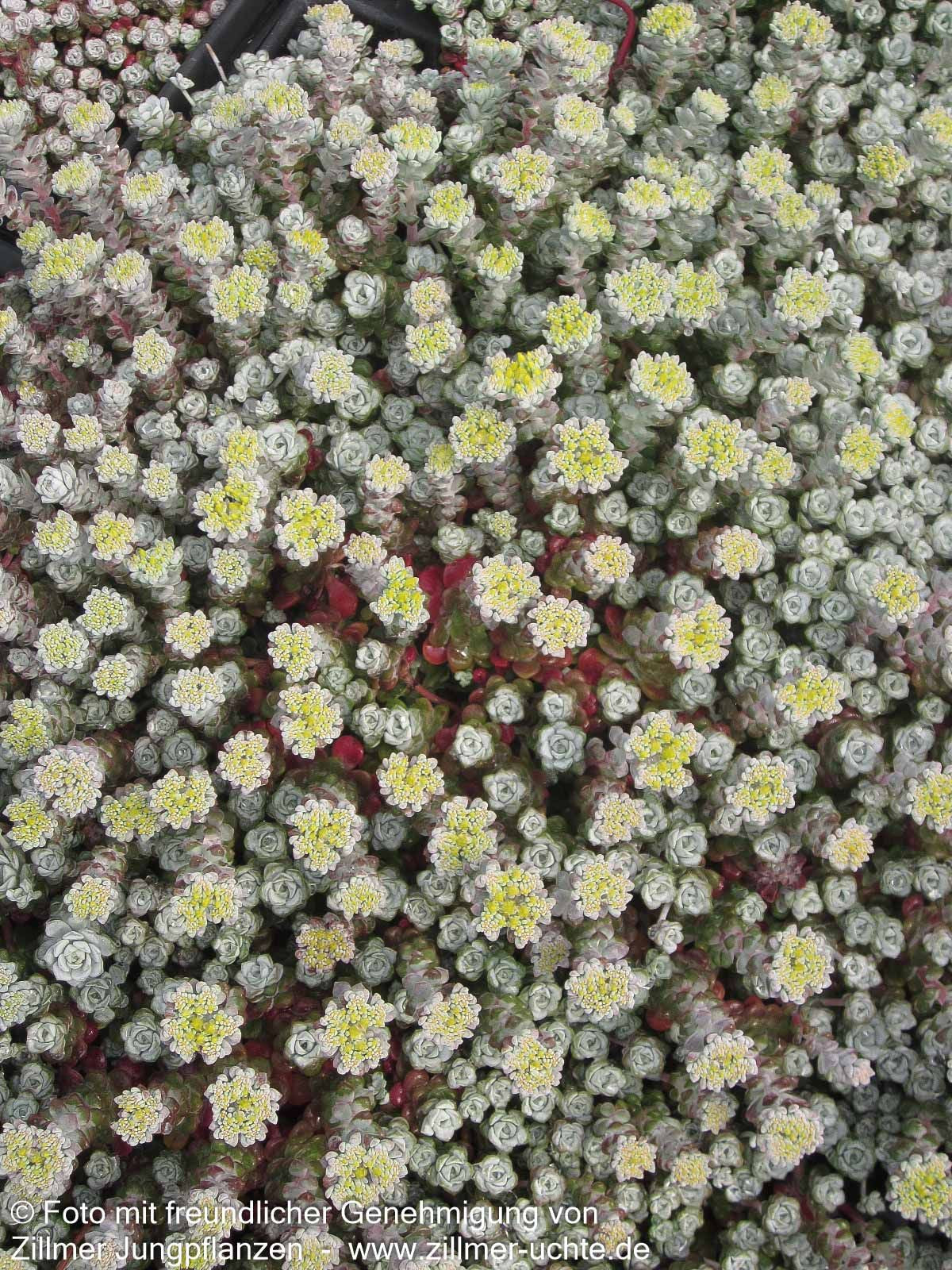 Spatelblättrige Fetthenne 'Cape Blanco' (Sedum spathulifolium)