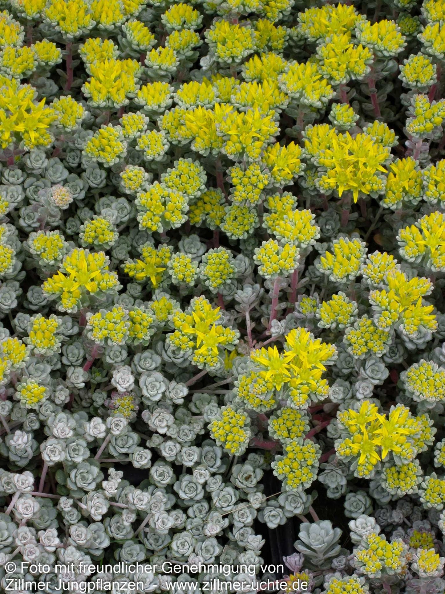 Spatelblättrige Fetthenne 'Cape Blanco' (Sedum spathulifolium)