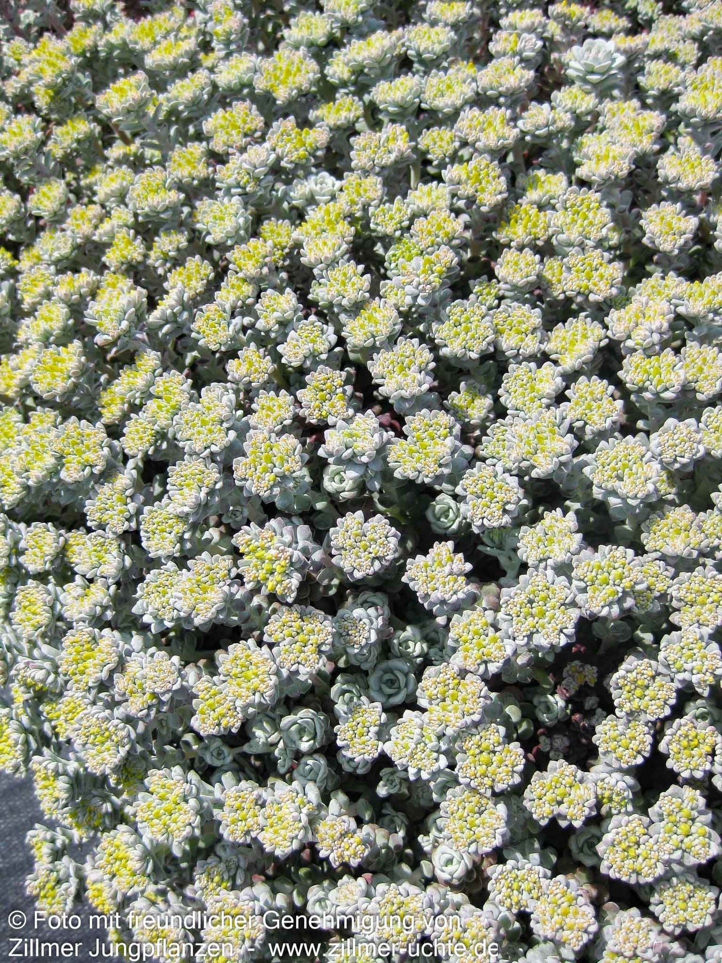 Spatelblättrige Fetthenne 'Cape Blanco' (Sedum spathulifolium)