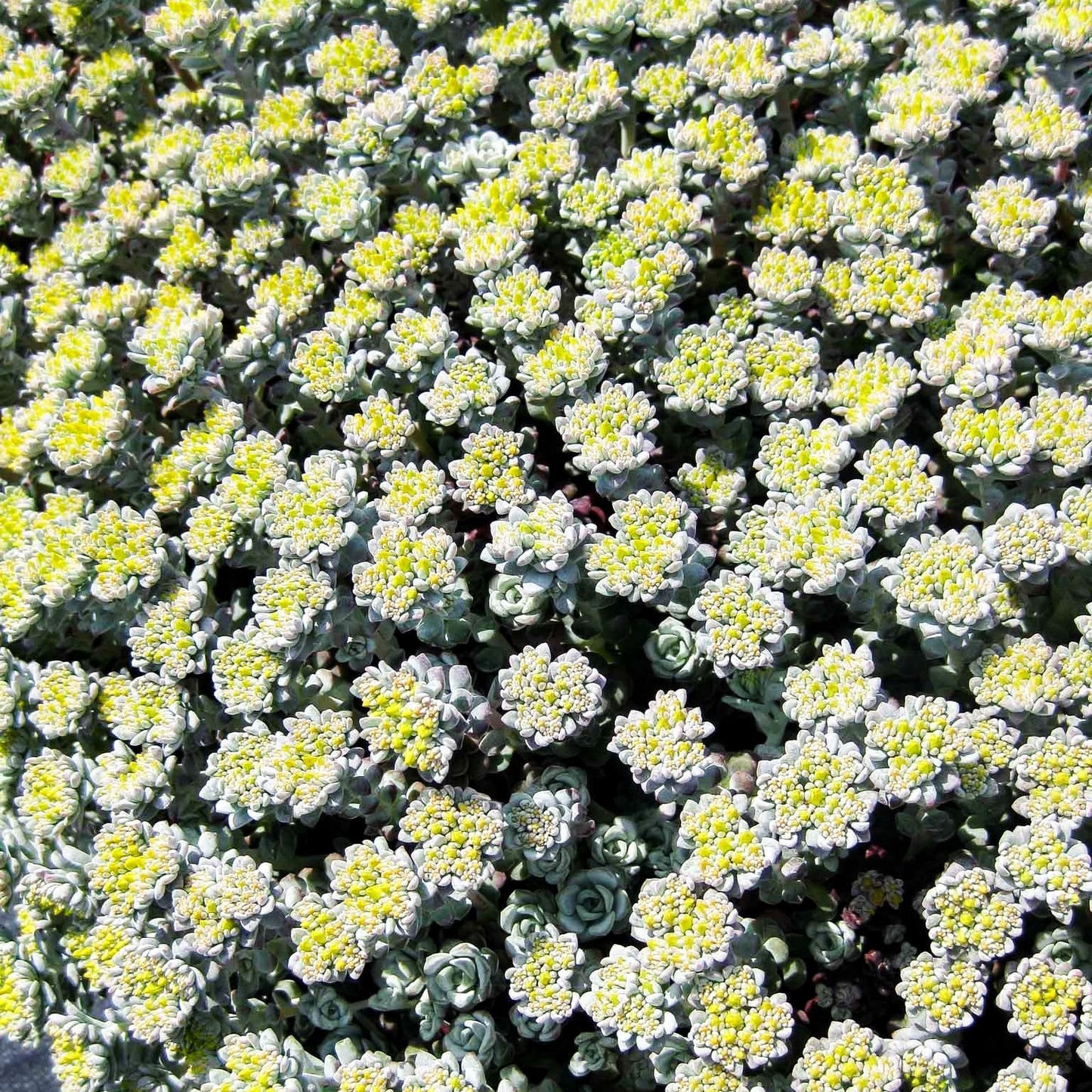 Spatelblättrige Fetthenne 'Cape Blanco' (Sedum spathulifolium)