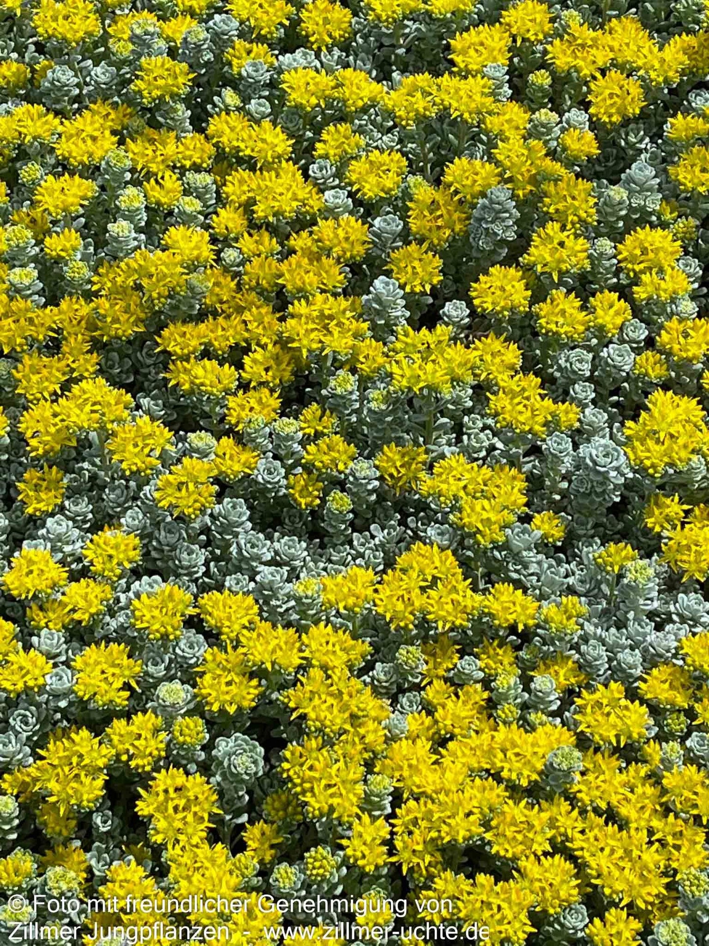 Spatelblättrige Fetthenne 'Cape Blanco' (Sedum spathulifolium)