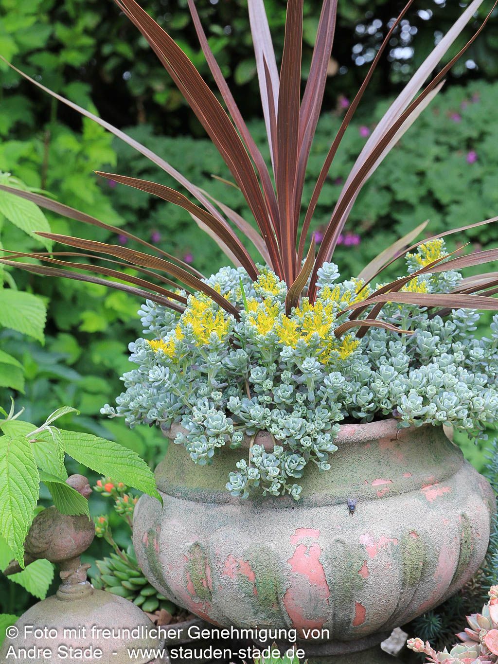 Spatelblättrige Fetthenne 'Cape Blanco' (Sedum spathulifolium)