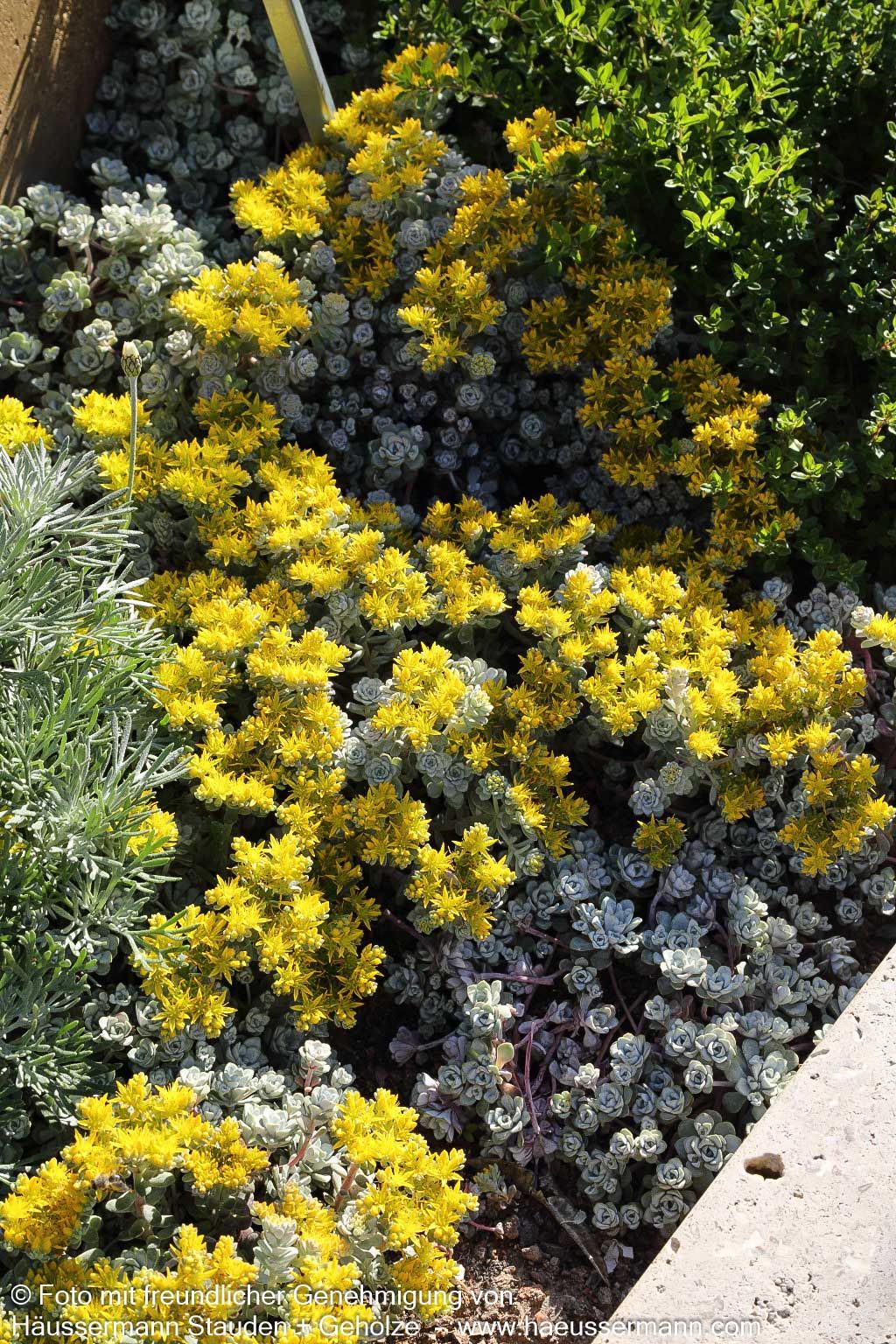Spatelblättrige Fetthenne 'Cape Blanco' (Sedum spathulifolium)