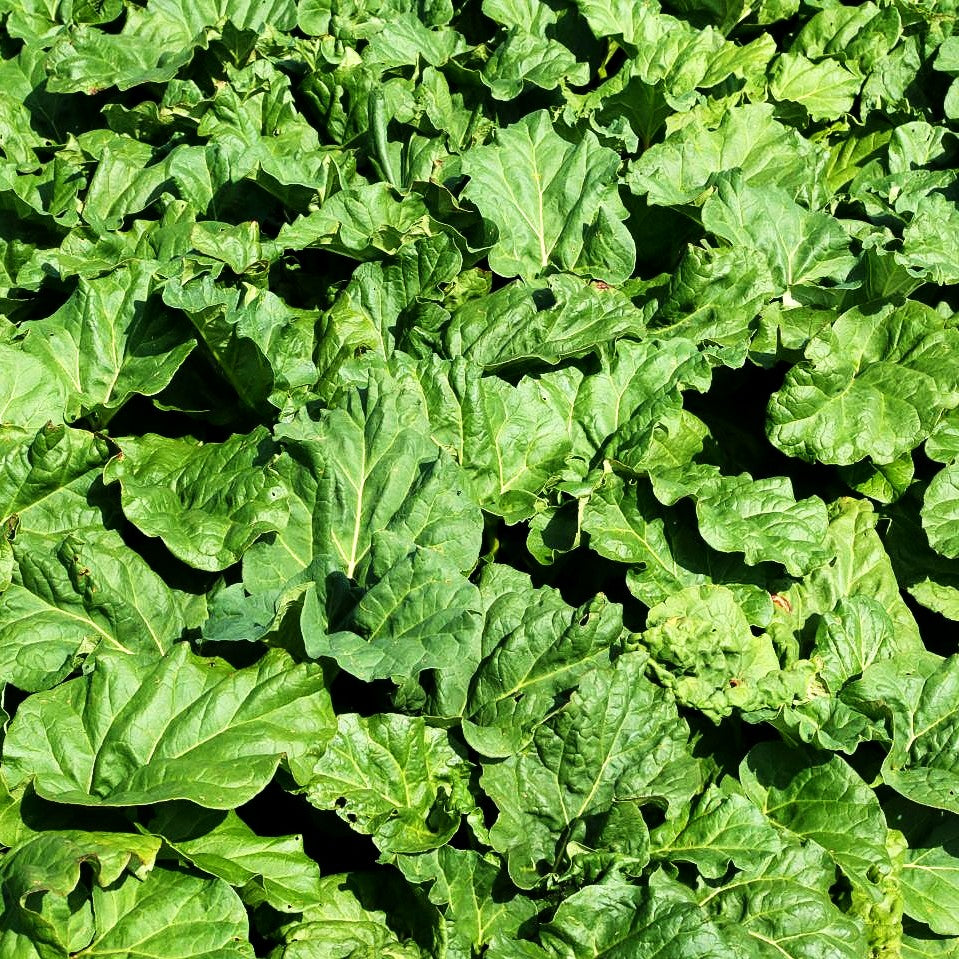 Speise-Rhabarber 'Livingstone' (Rheum rhabarbarum)
