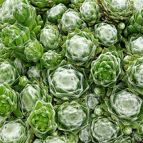Spinnweben-Hauswurz 'Alabaster' (Sempervivum arachn.)