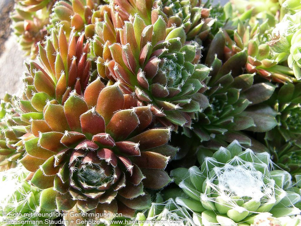 Spinnweben-Hauswurz 'Rauhreif' (Sempervivum arachn.)