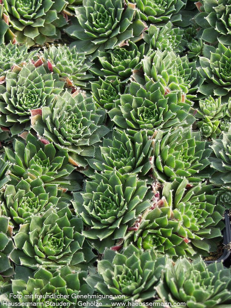 Spinnweben-Hauswurz 'Rauhreif' (Sempervivum arachn.)