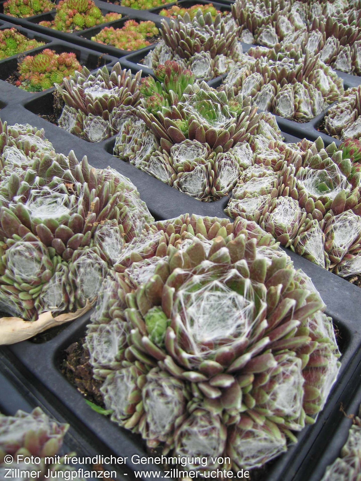 Spinnweben-Hauswurz 'Silberkarneol' (Sempervivum arachn.)