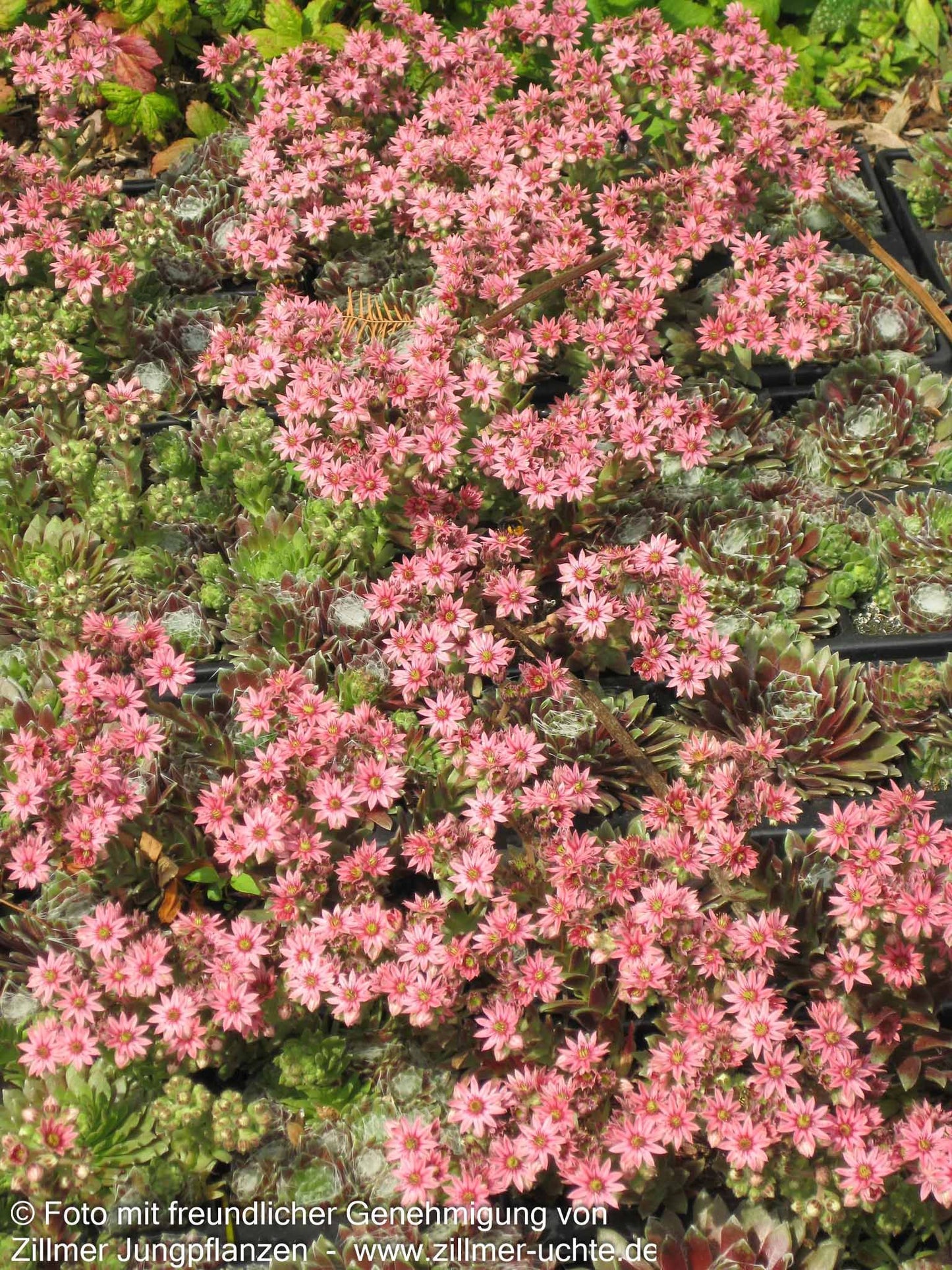 Spinnweben-Hauswurz 'Silberkarneol' (Sempervivum arachn.)