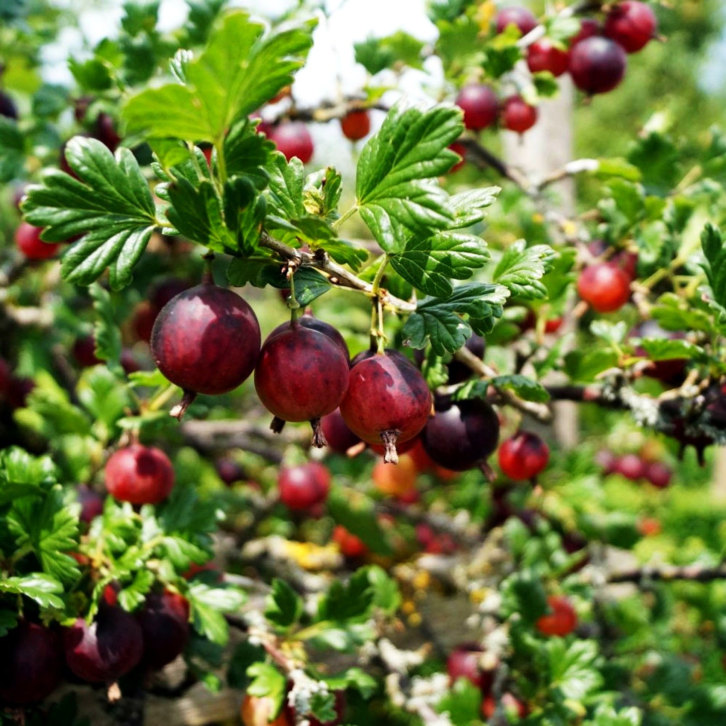 Stachelbeere 'Captivator' (Ribes uva-crispa II)