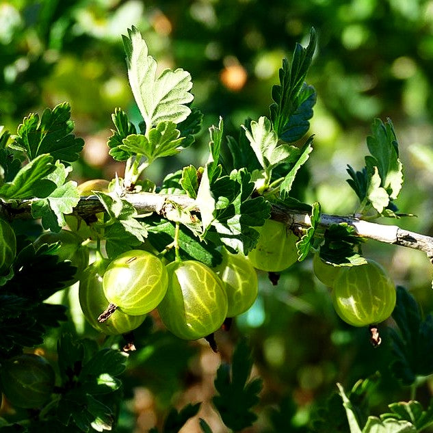 Stachelbeere grün 'Mucurines' (Ribes uva-crispa II)