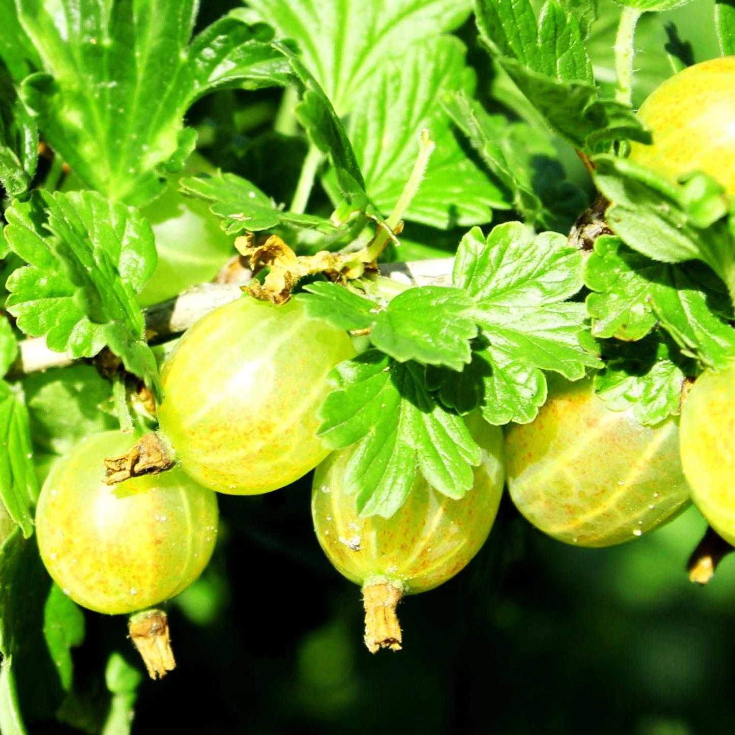 Stachelbeere 'Hinnonmäki gelb' (Ribes uva-crispa II)