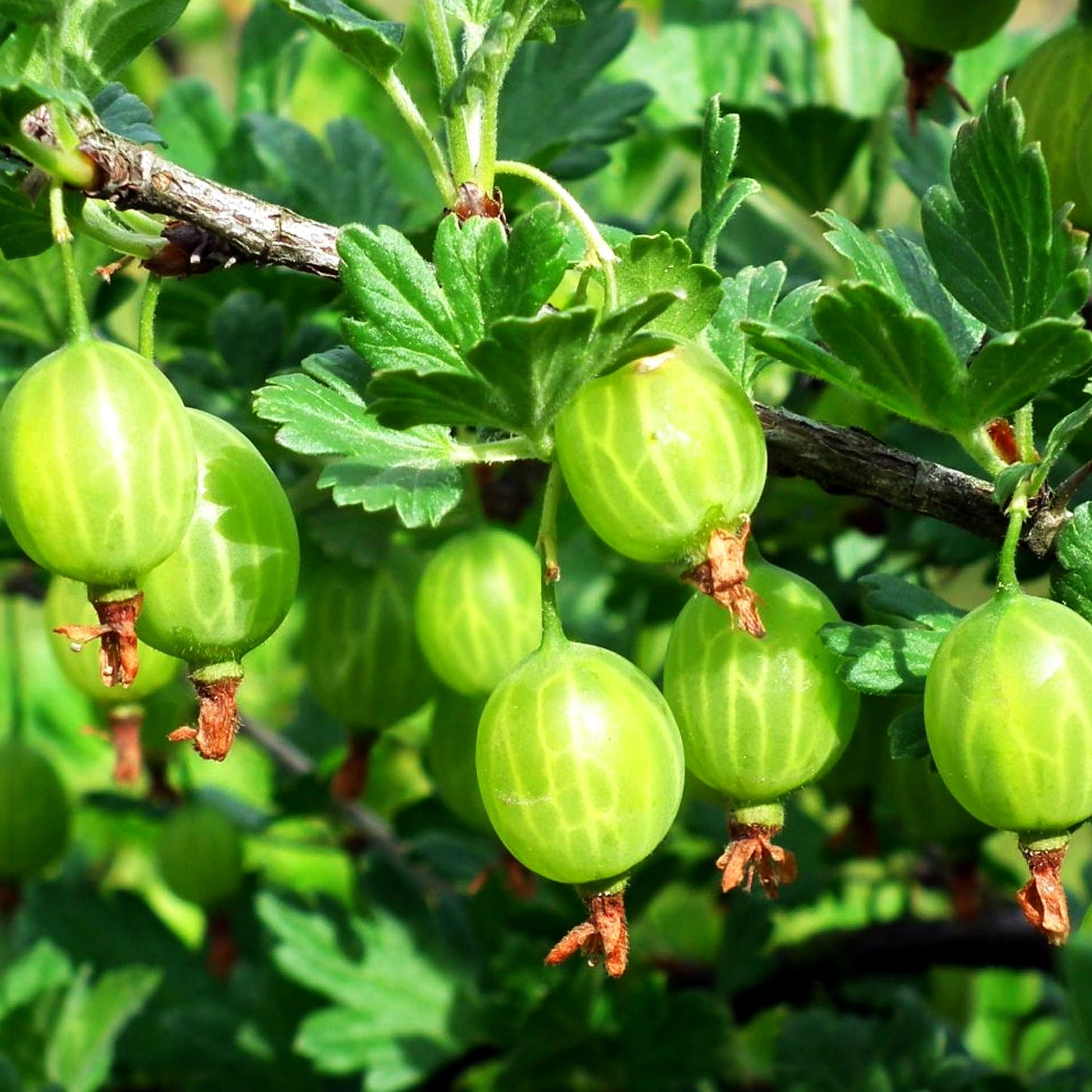 Stachelbeere 'Hinnonmäki grün' (Ribes uva-crispa II)