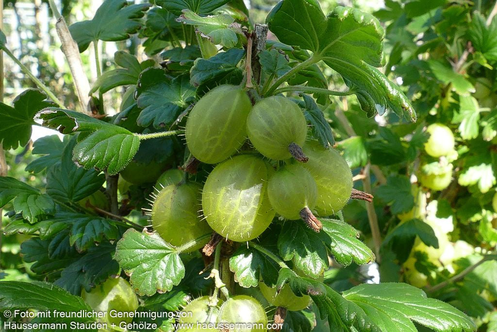 Stachelbeere grün 'Invicta' (Ribes uva-crispa  II)
